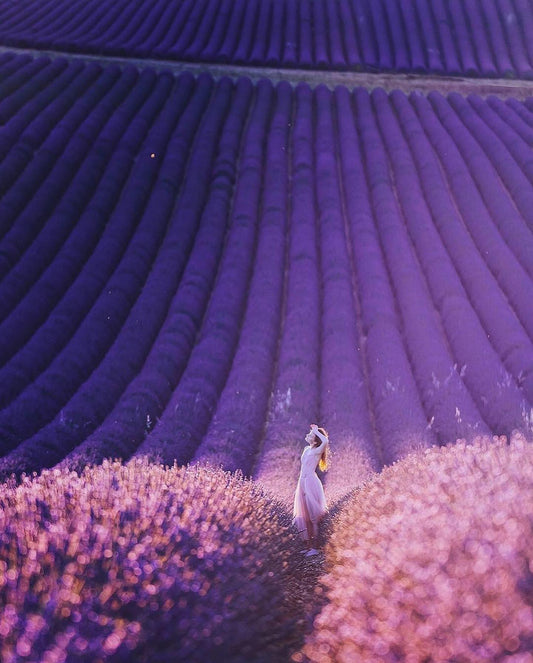 Lavender Fields by Helena Woods -