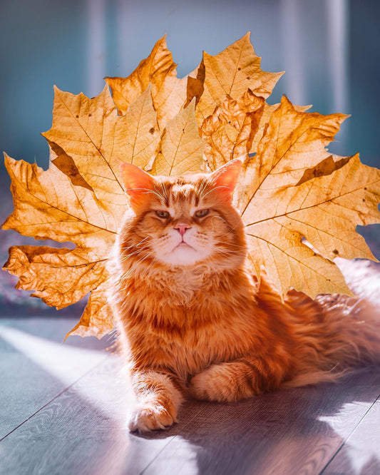 The Unamused Autumn Cat by Helena Woods -